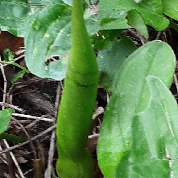 Arum maculatum Flor