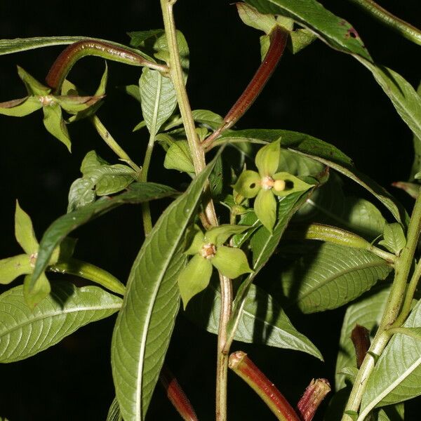 Ludwigia octovalvis Floare