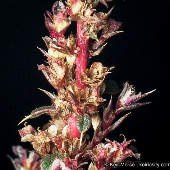 Amaranthus torreyi Цвят