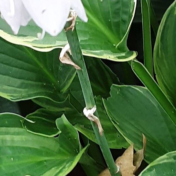 Hosta plantaginea Кора