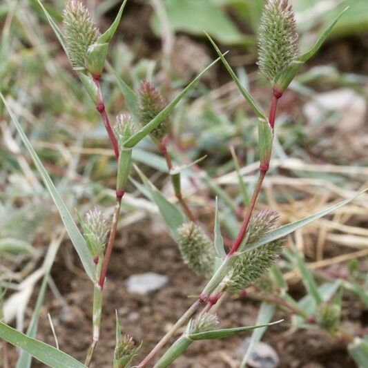 Crypsis schoenoides Habitus