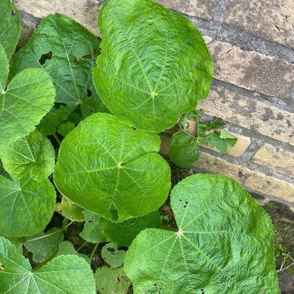 Alcea biennis Leaf