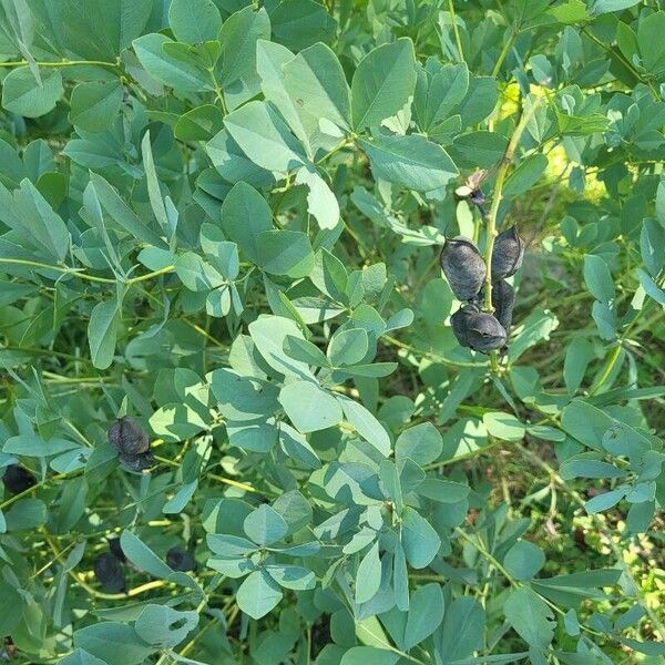 Baptisia australis Leaf