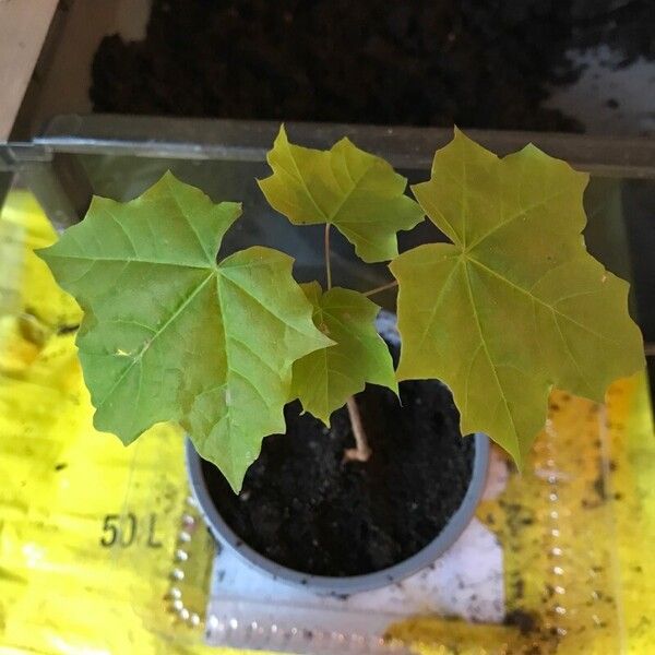 Acer saccharum 葉