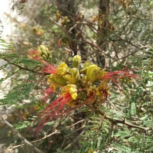 Caesalpinia gilliesii Virág