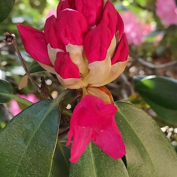 Rhododendron argyrophyllum Other