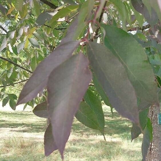 Fraxinus americana Hoja