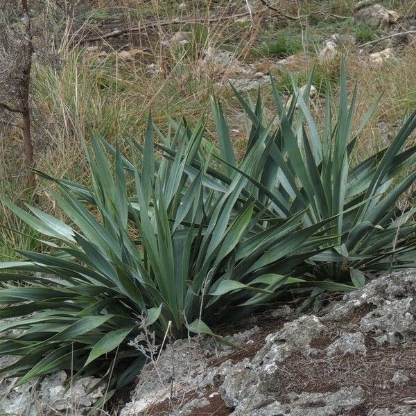 Yucca rupicola 整株植物