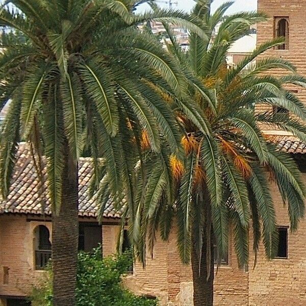 Phoenix canariensis 葉