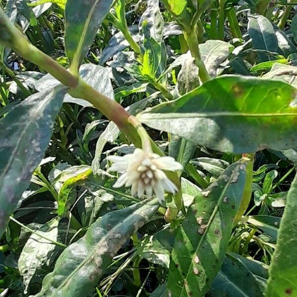 Alternanthera philoxeroides Bloem