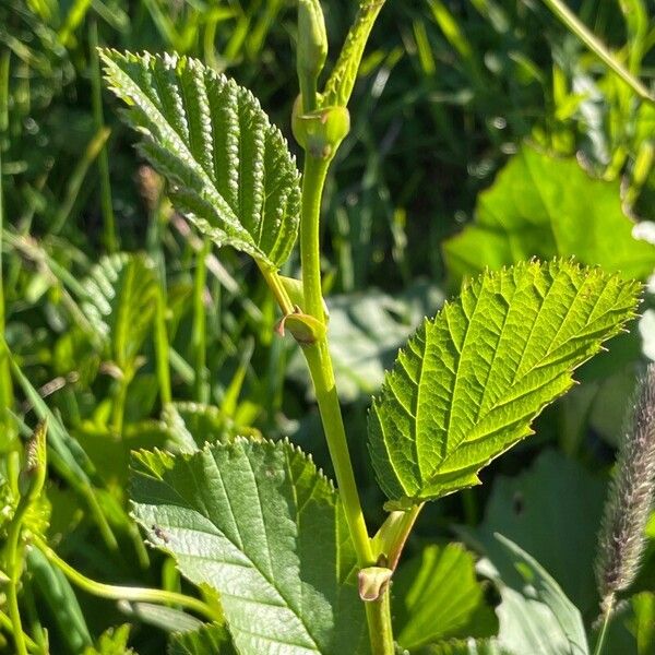 Alnus alnobetula 葉