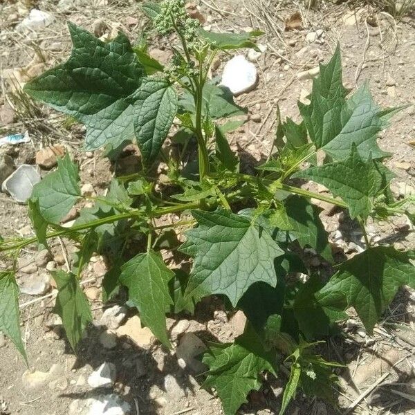 Chenopodiastrum hybridum Blad