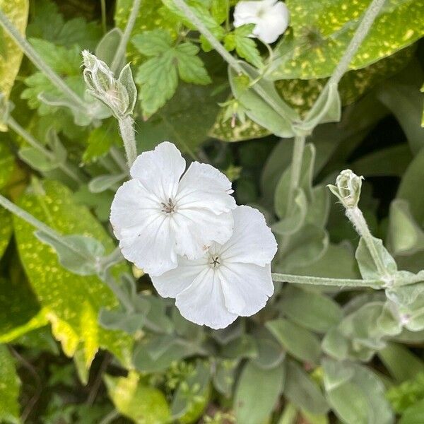 Silene coronaria Цветок