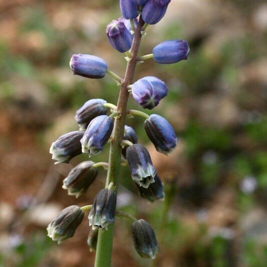 Bellevalia dubia Fruchs