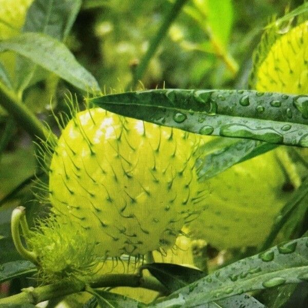 Gomphocarpus physocarpus Frutto