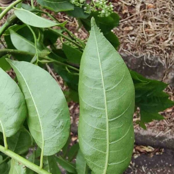 Toona ciliata Feuille