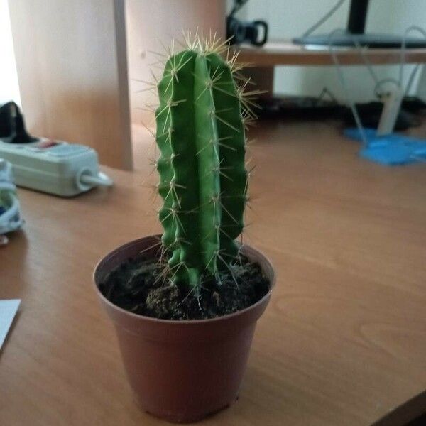 Echinocereus coccineus Folha