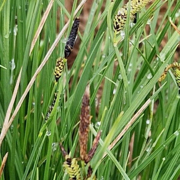 Carex nigra Flower