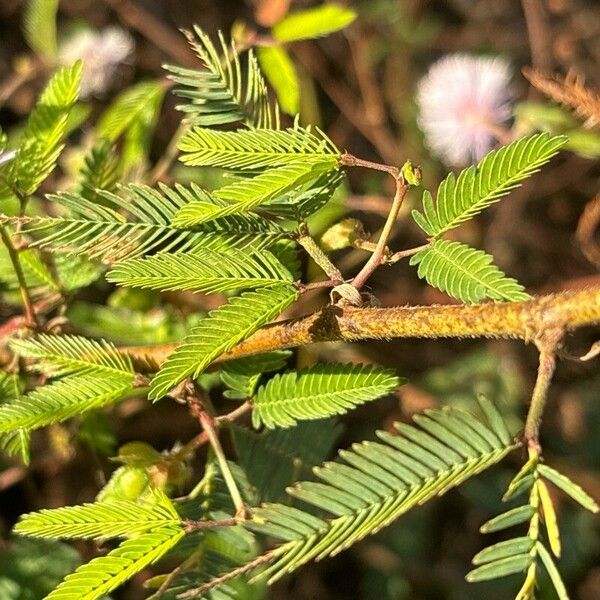 Mimosa polycarpa Φύλλο