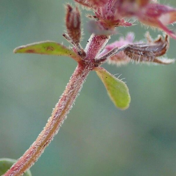 Thymus pulegioides چھال