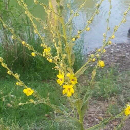 Verbascum sinuatum ফুল