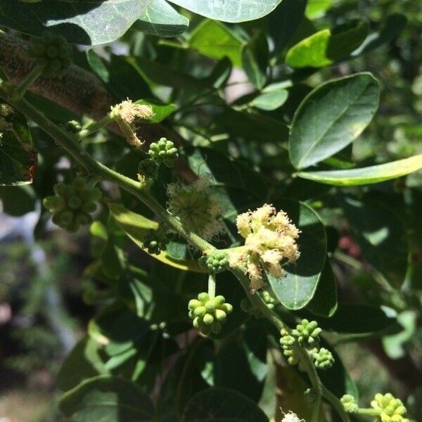 Pithecellobium dulce Flower