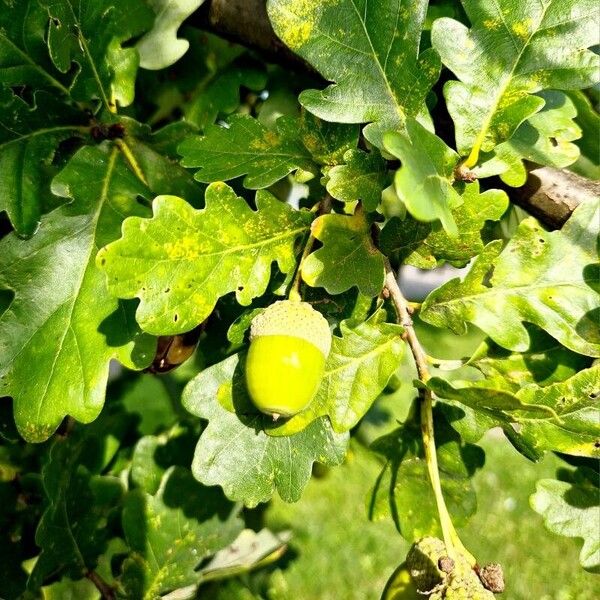 Quercus robur Ліст