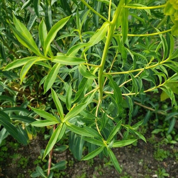 Euphorbia aristata (Bearded spurge)