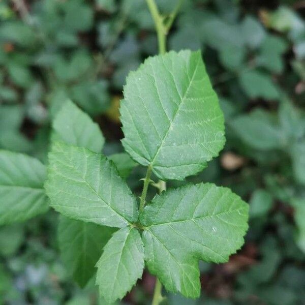 Rubus caesius 葉