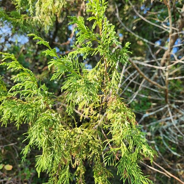 Juniperus procera 叶