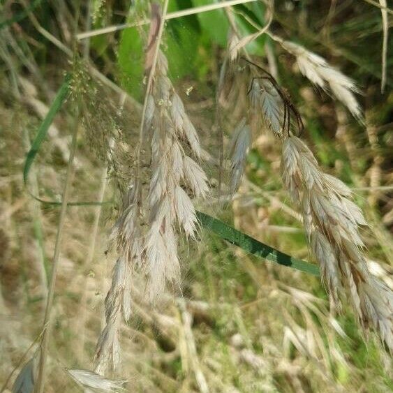 Bromus secalinus Fruto