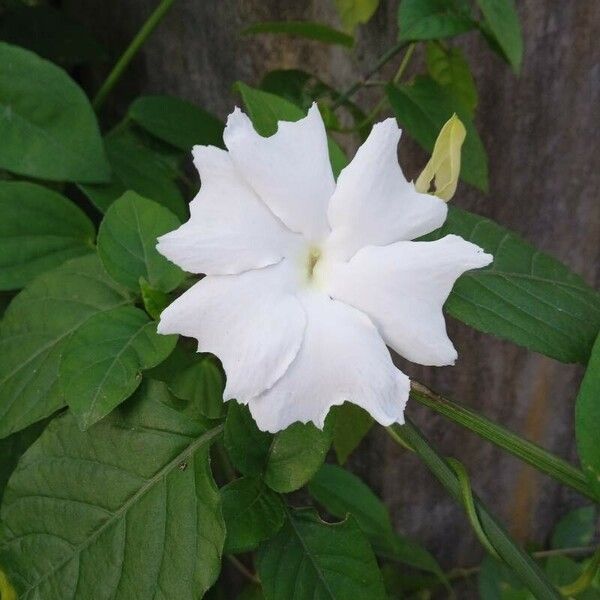 Thunbergia laevis Flower