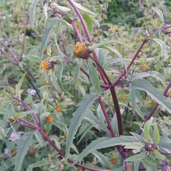 Bidens tripartita Fuelha