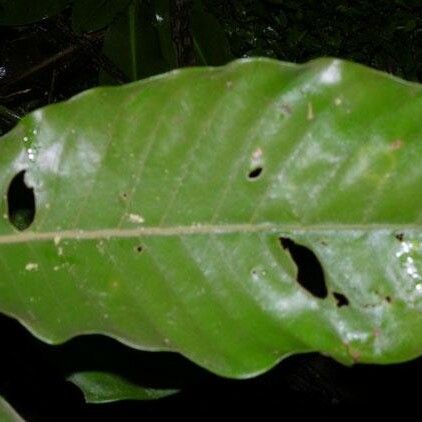 Pouteria calistophylla ഇല