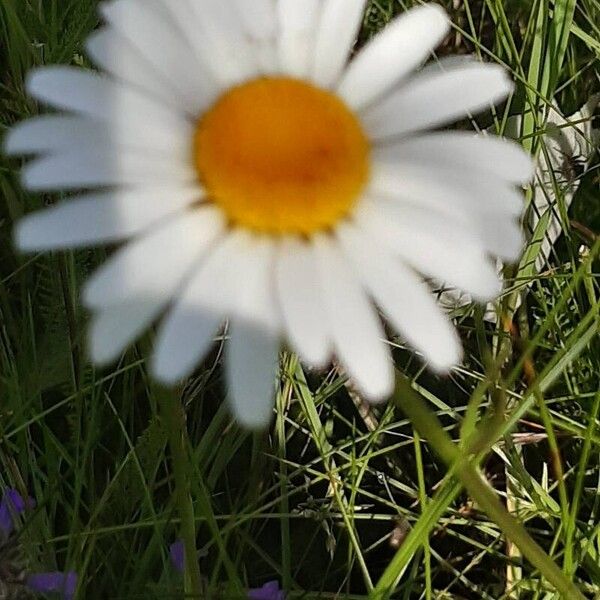 Leucanthemum ircutianum Floare