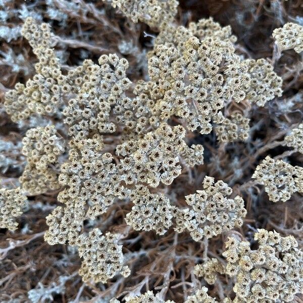 Achillea cretica 花