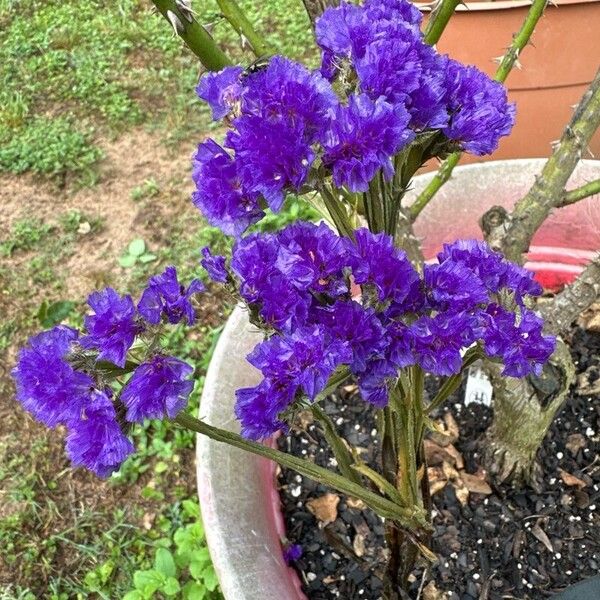 Limonium sinuatum Květ