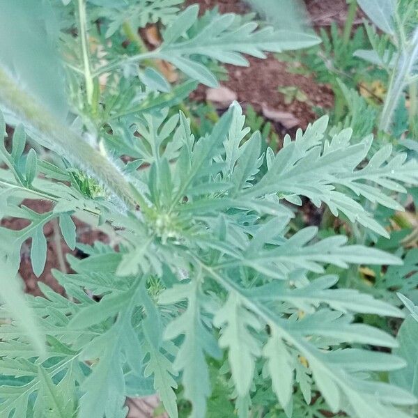 Ambrosia artemisiifolia Leaf