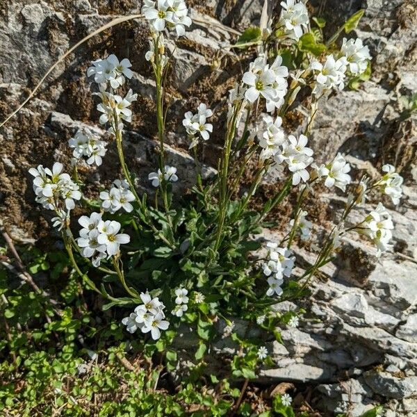 Arabis collina Habitatea