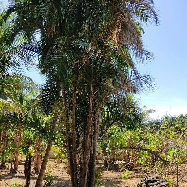 Bactris gasipaes Leaf