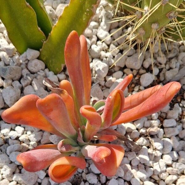 Kalanchoe luciae Leaf