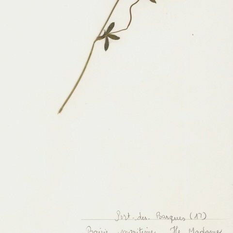 Trifolium squamosum Buveinė