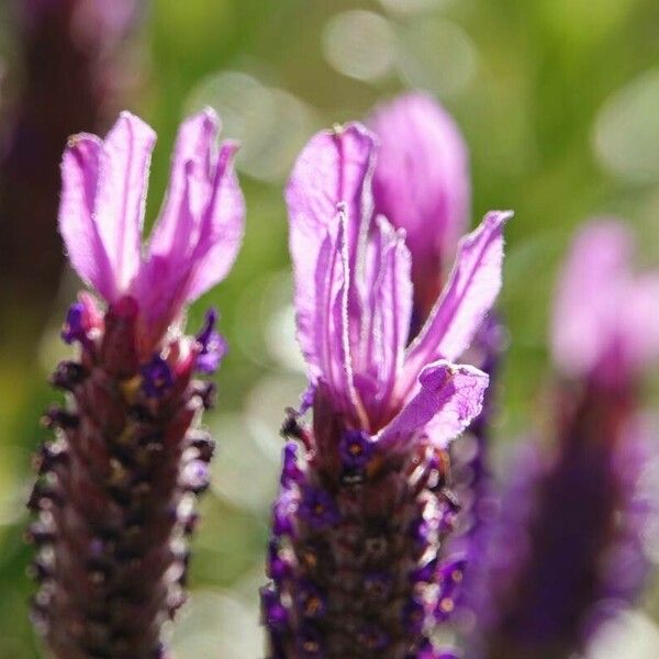 Lavandula stoechas Квітка