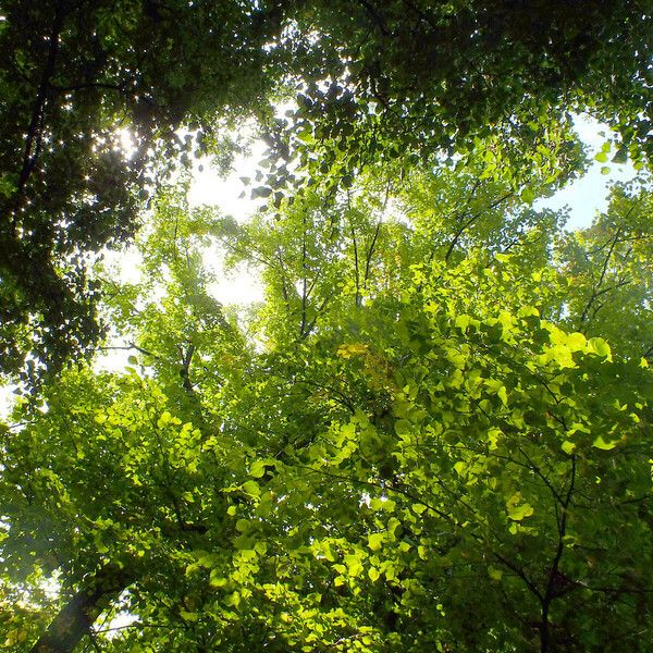 Tilia platyphyllos Habitus