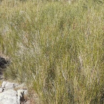 Juncus maritimus Habit