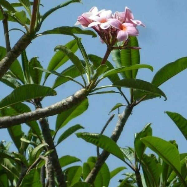 Plumeria rubra Flower