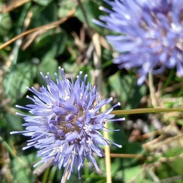 Jasione montana Flor