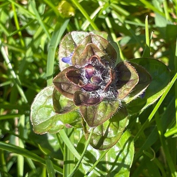 Ajuga reptans Folla