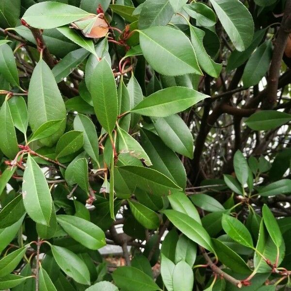 Photinia serratifolia Blad