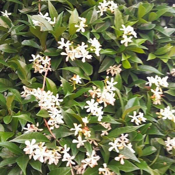 Trachelospermum jasminoides Plante entière